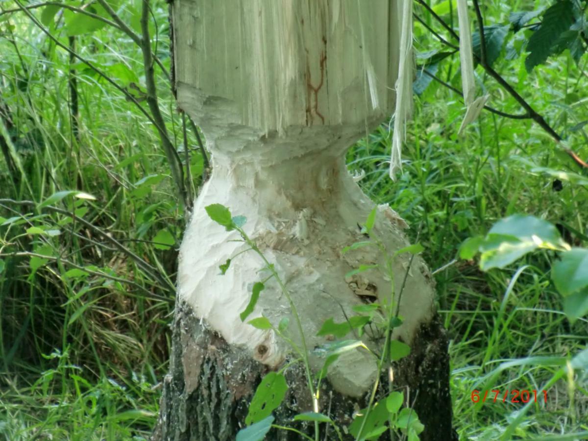 Agroturystyka Burylowka Osiecznica Bagian luar foto